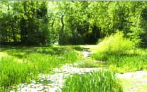 One of the ponds in Epping Forest