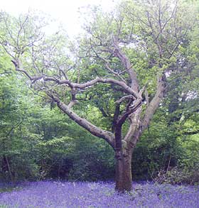A clearing in the wood