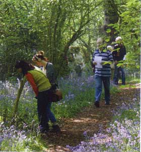 Open Day visitors enjoying the bluebells