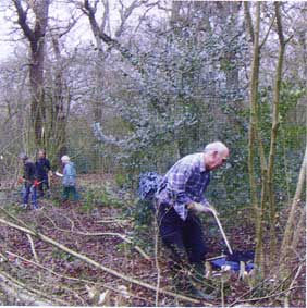 Volunteers coppicing