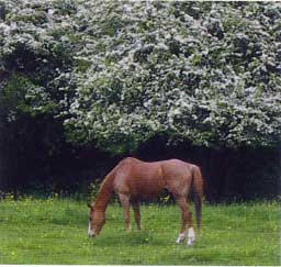 The meadows have been grazed for about 100 years.