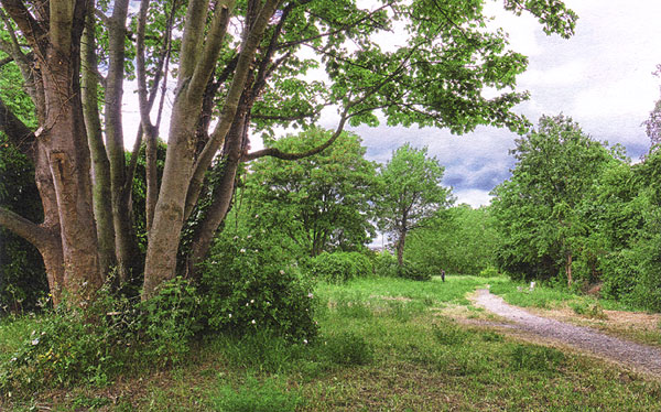 Sue Godfrey Nature Reserve