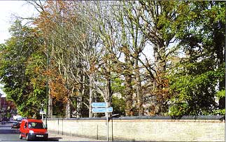 Infected horse chestnut trees in Twickenham