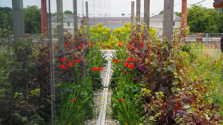 The University of Greenwich green roof