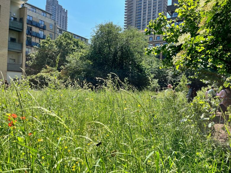 Barbican Wildlife Garden, Fann Street