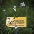 Royal College of Physicians' Medicinal Garden