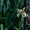 Arnold Circus