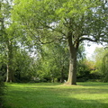 Regent's Park - Queen Mary's Rose Garden
