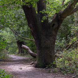 Lewisham