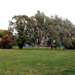 Sutton